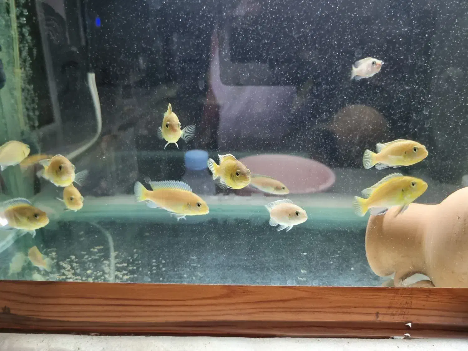 ماهی ماکرو مالاوی زرد|ماهی|مرند, |دیوار