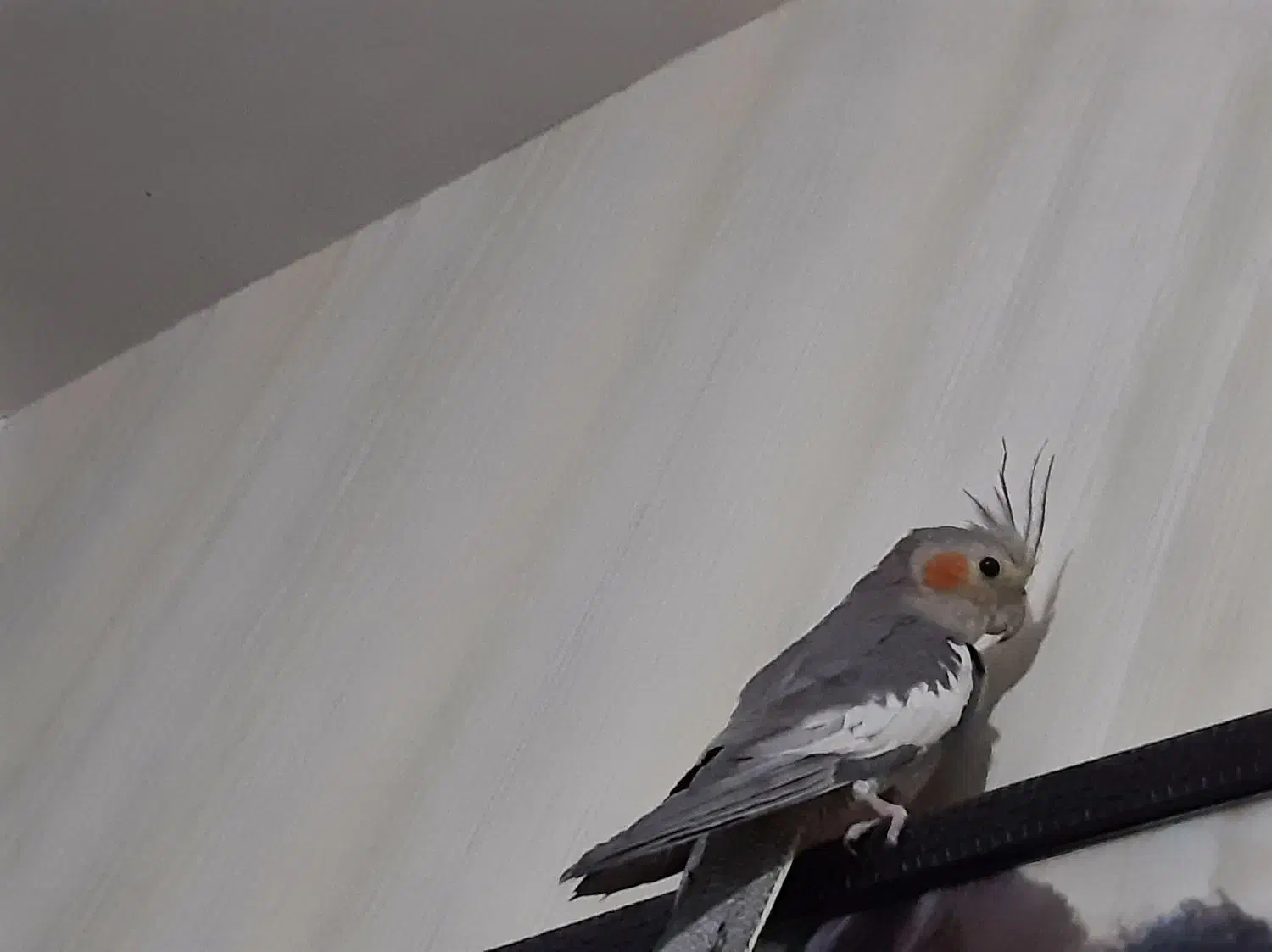 عروس هلندی|پرنده|اردبیل, |دیوار