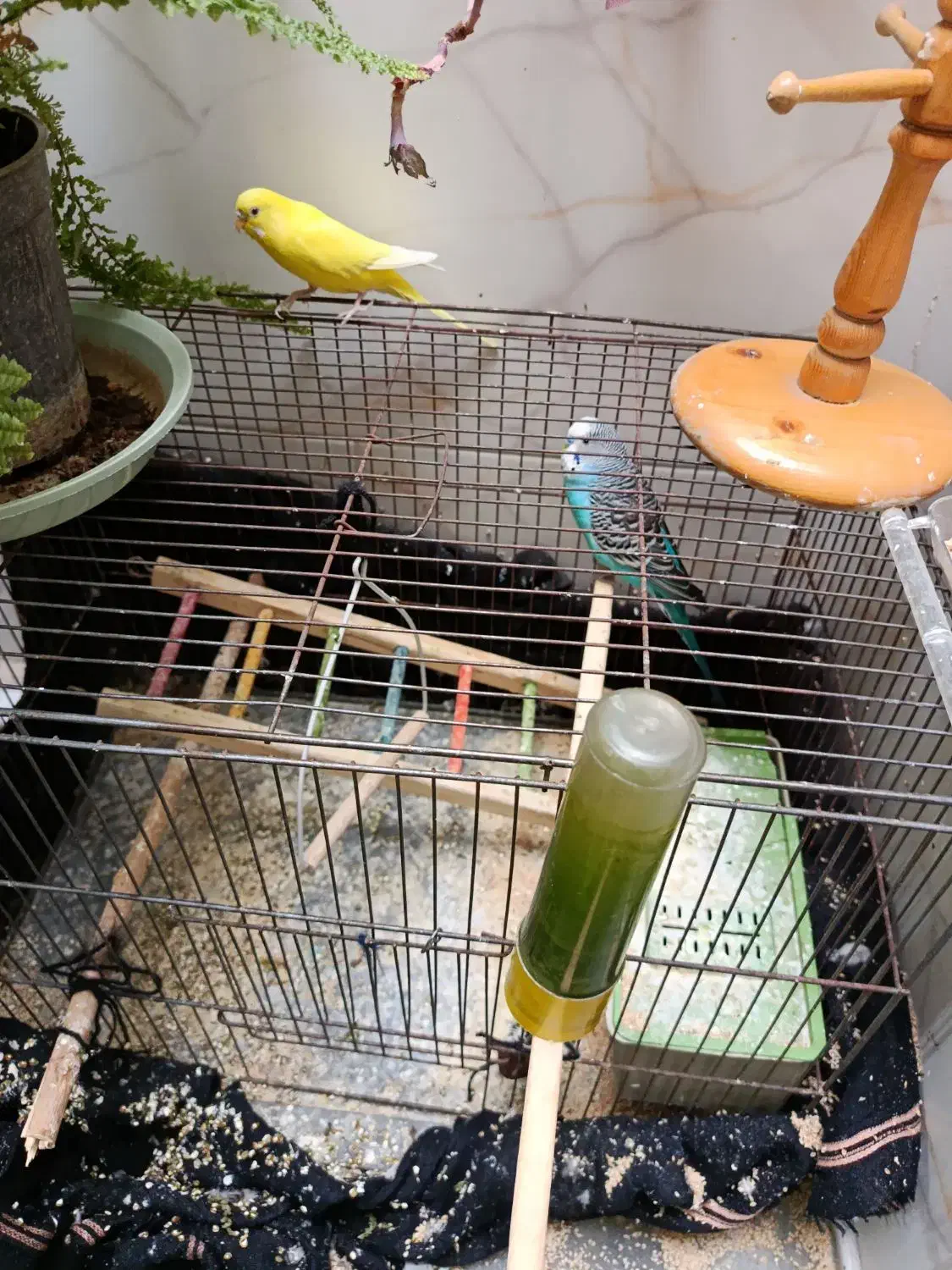 مرغ عشق مولد برای جوجه کشی و هر دو تقریبا دستی|پرنده|مرودشت, فرهنگ|دیوار