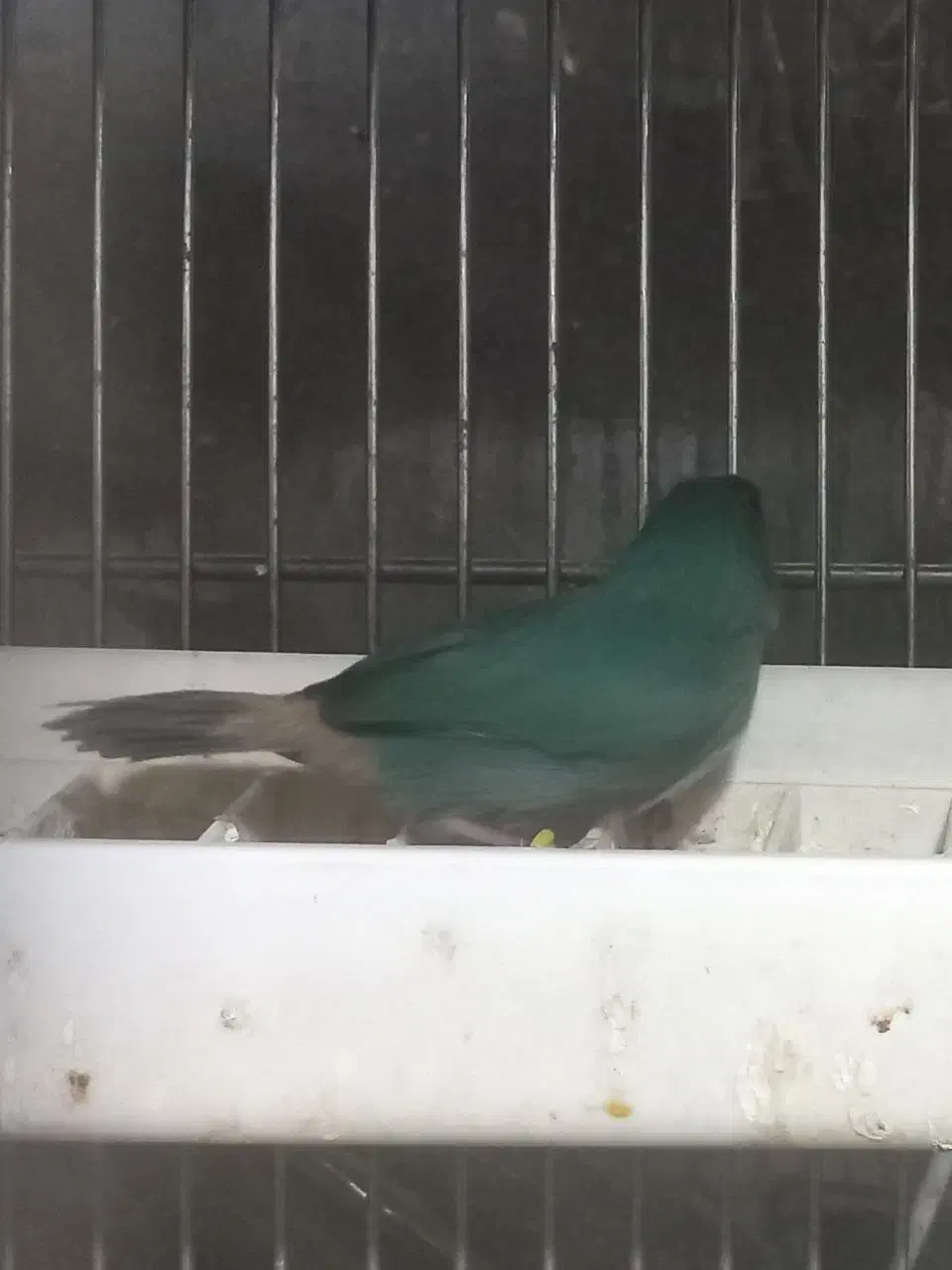 فنچ طوطی وار سر نارنجی و فنچ گلدین|پرنده|تهران, امین حضور|دیوار