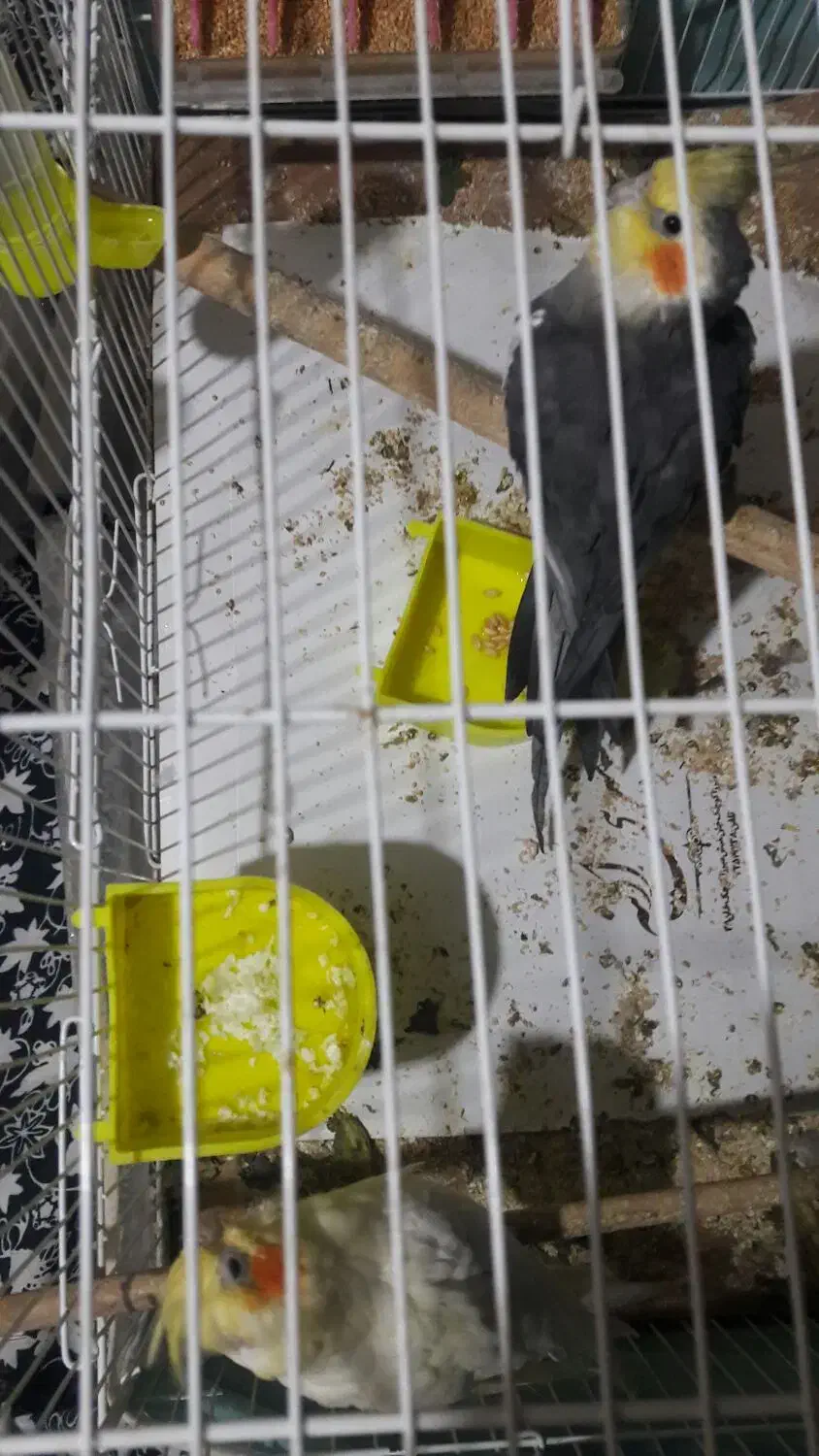 یک جفت عروس هلندی مولد|پرنده|مشهد, ایثار|دیوار