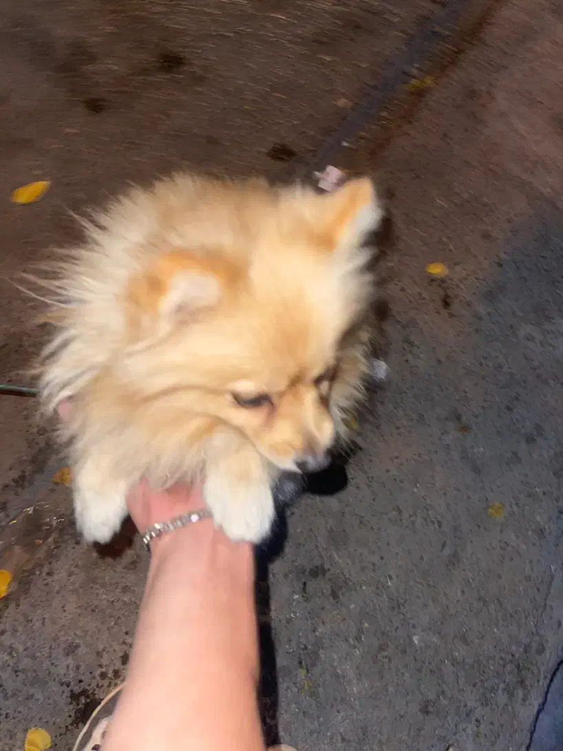 سگ پامر روباهی|سگ|صدرا-فارس, فاز ۱|دیوار