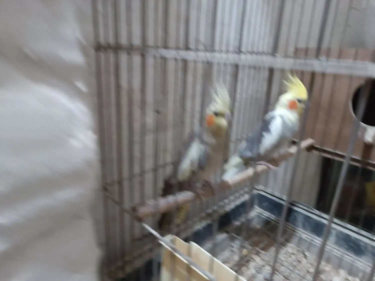 ۲جفت عروس هلندی روی تخم|پرنده|اردبیل, |دیوار