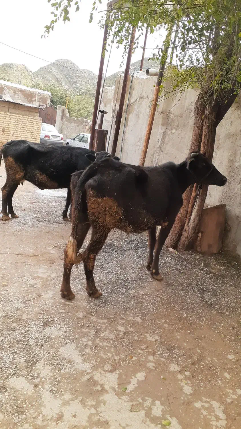 گاو|حیوانات مزرعه|مسجد سلیمان, |دیوار