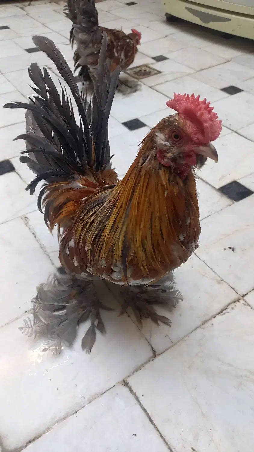 2 خروس یوکسل جوان سرحال|حیوانات مزرعه|قم, حنیف نژاد|دیوار