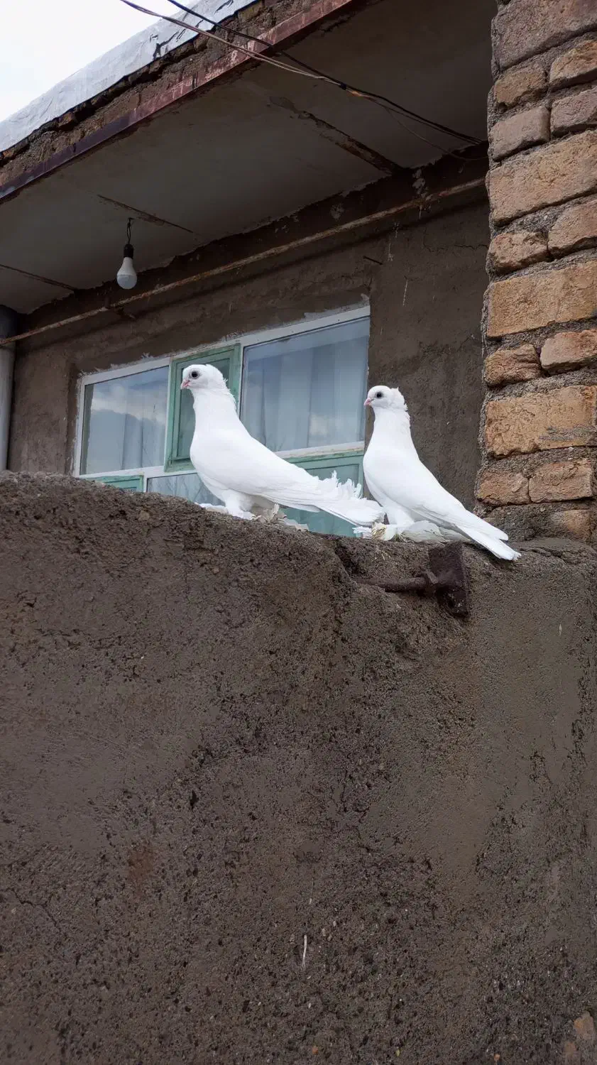 کبوتر لوتی|پرنده|تبریز, |دیوار