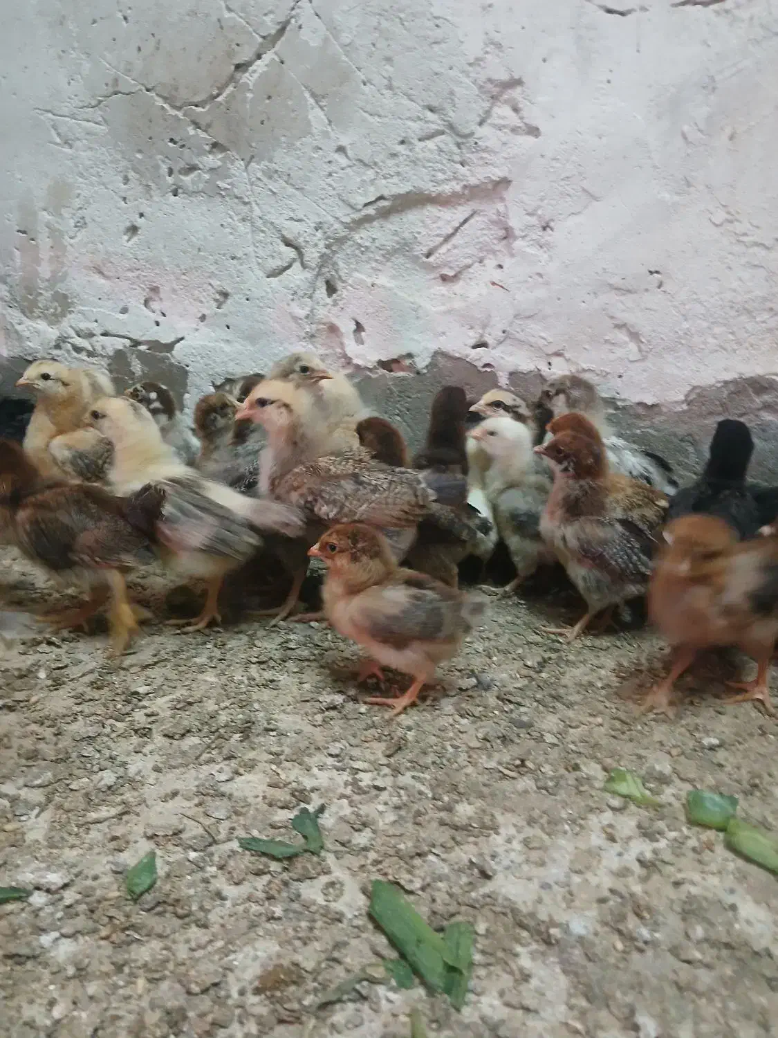 جوجه ی ماهه|حیوانات مزرعه|بهبهان, |دیوار