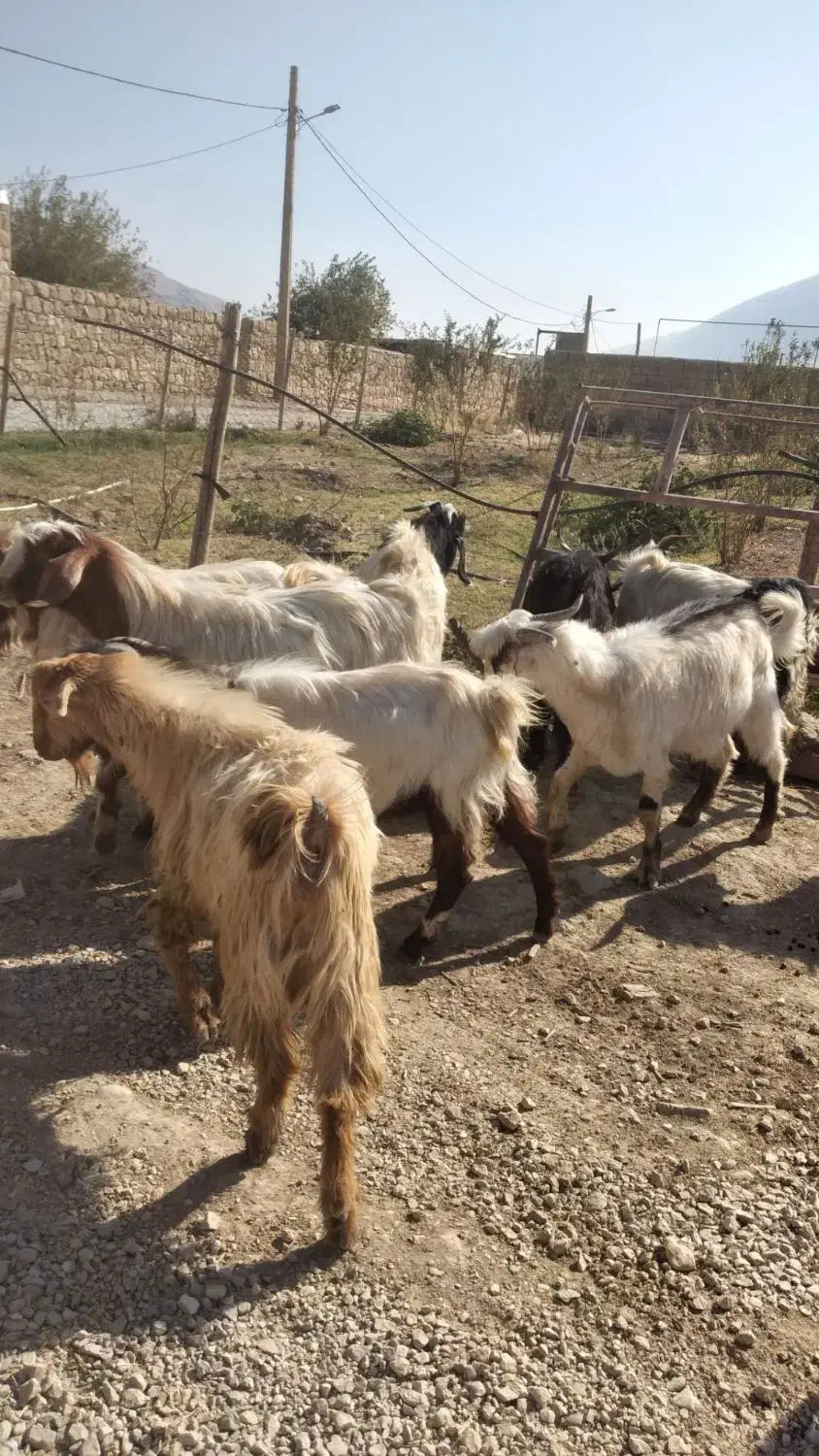 بزغاله پروار چاغ|حیوانات مزرعه|کوهدشت, |دیوار