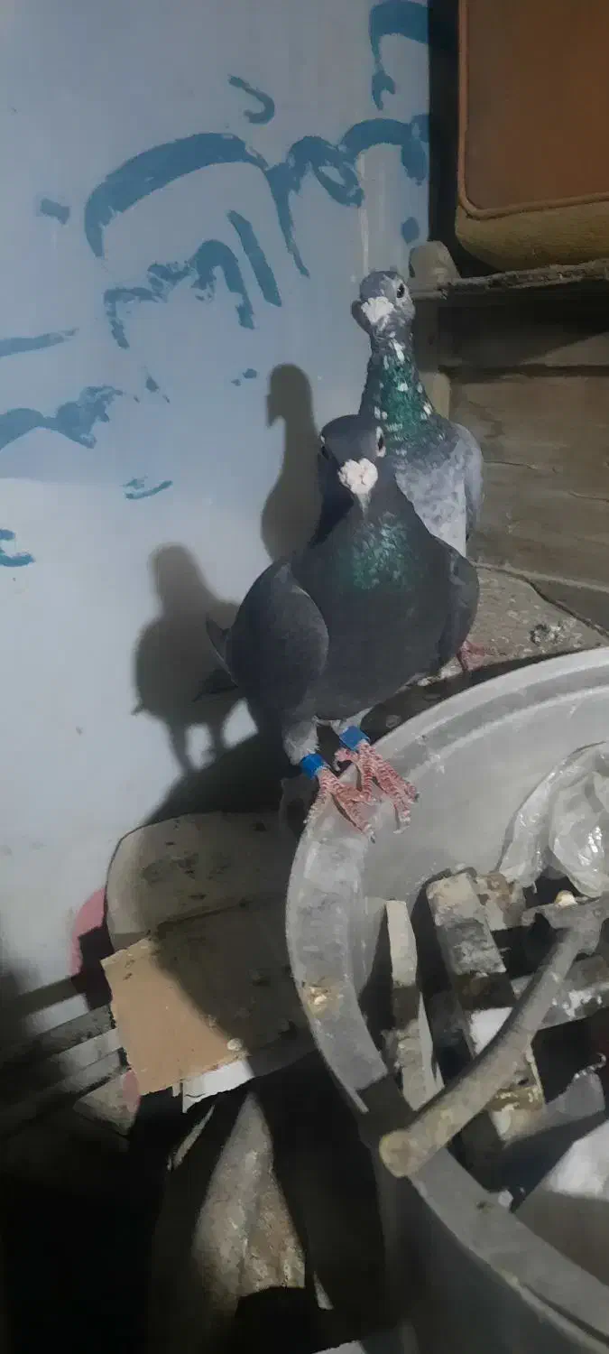 کبوتر قلدور مسافتی|پرنده|گرگان, |دیوار