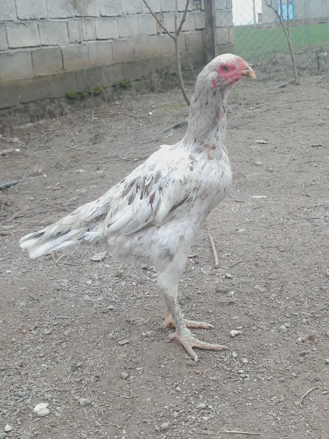 لاری افقان|حیوانات|آق قلا, |دیوار