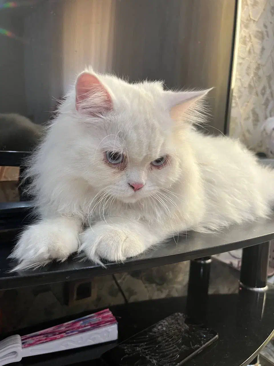 گربه پرشین|گربه|جم, |دیوار