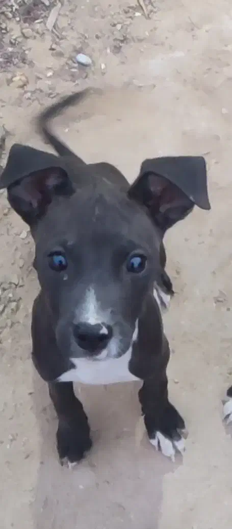 پیتبول تریر|سگ|امیدیه, |دیوار