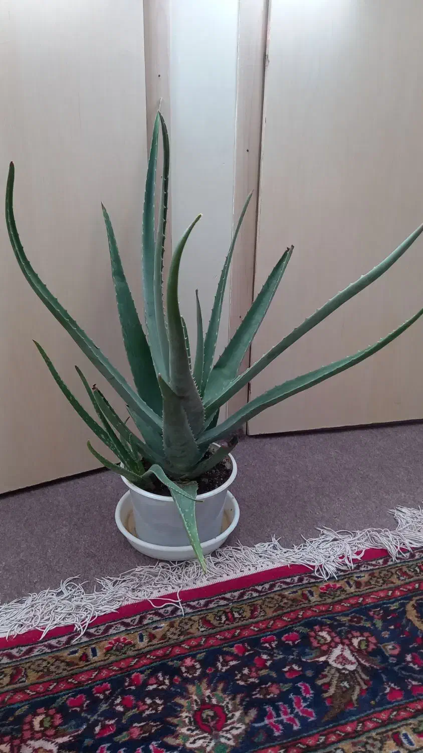 گل آلورا|گل و گیاه طبیعی|ارومیه, |دیوار