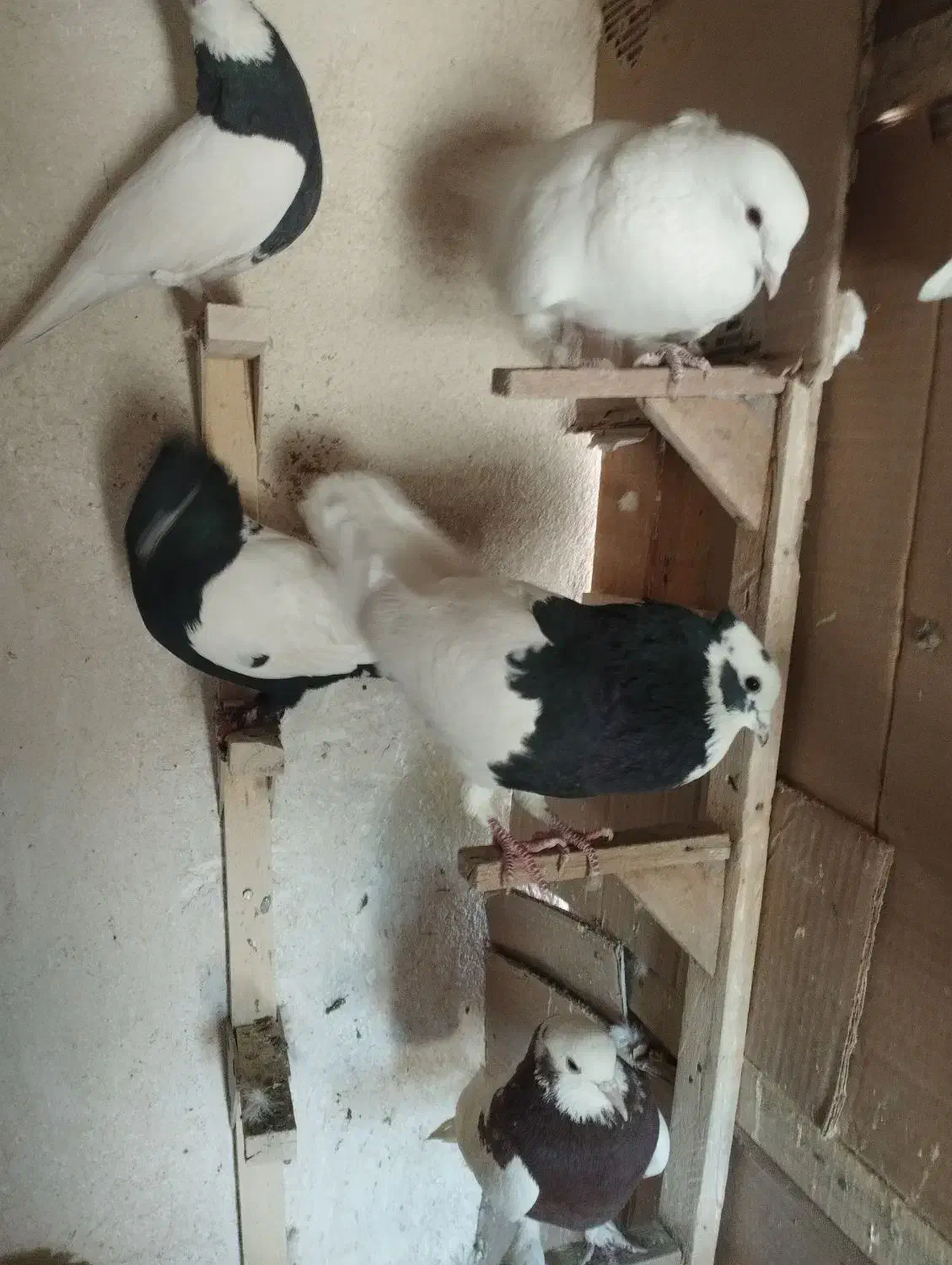 کفتر|پرنده|شیراز, لب آب|دیوار