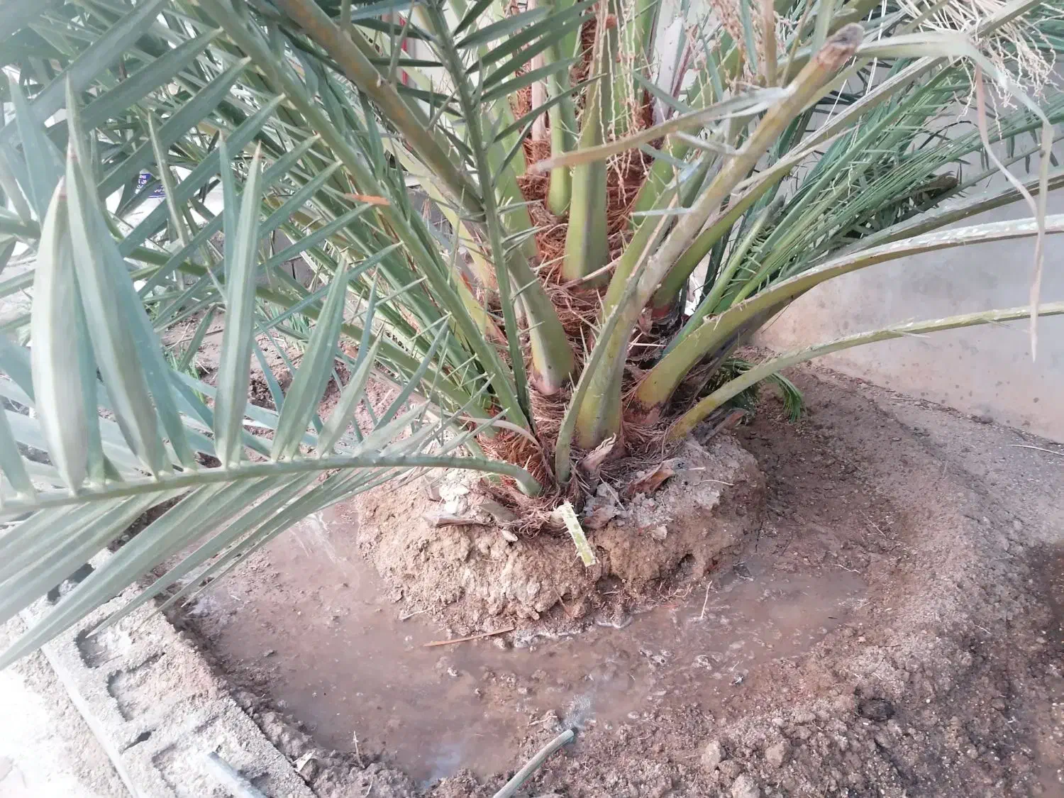 دمیت برحی اصل اروندی|گل و گیاه طبیعی|برازجان, |دیوار