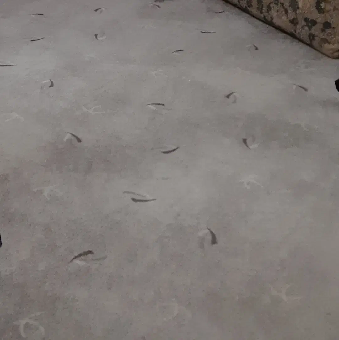 موکت|موکت|مشهد, ایمان|دیوار