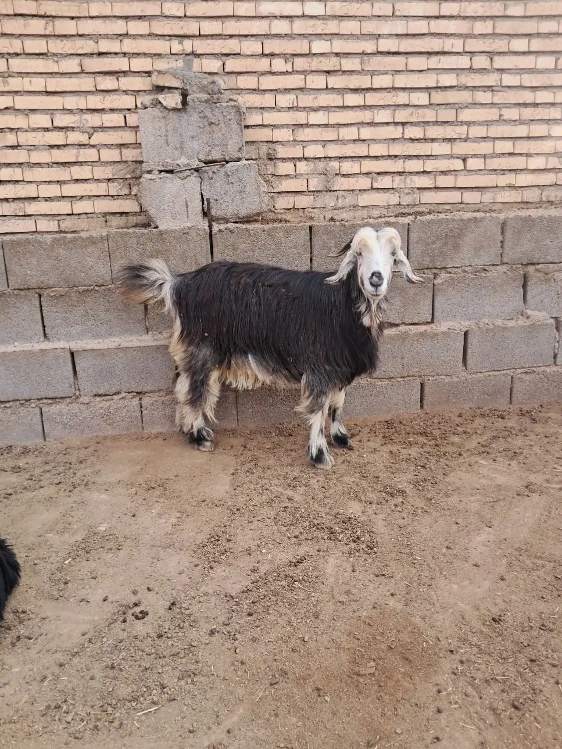 بز دو بیگ نر|حیوانات مزرعه|گتوند, |دیوار