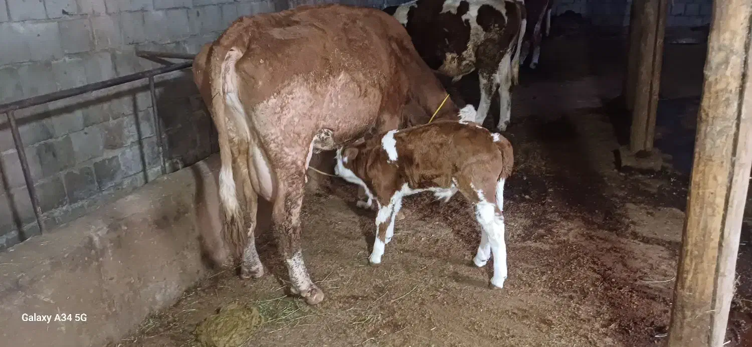 کاو سیمتال|حیوانات مزرعه|باروق, |دیوار