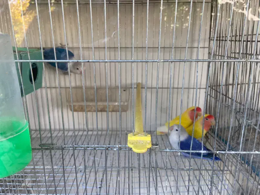 مرغ عشق عروس هلندی کوتوله|پرنده|باخزر, |دیوار