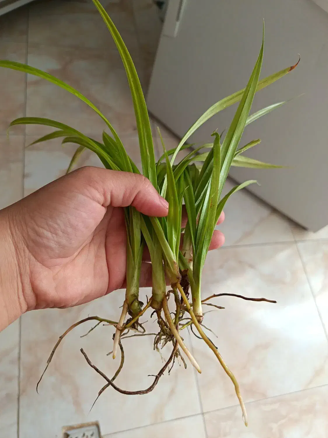 قلمه پاندانوس ریشه دار|گل و گیاه طبیعی|نیشابور, فردوس شمالی|دیوار
