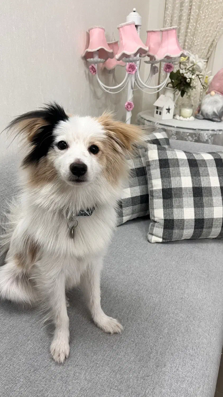 واگذاری|سگ|کاشان, فاز ۲ ناجی آباد|دیوار