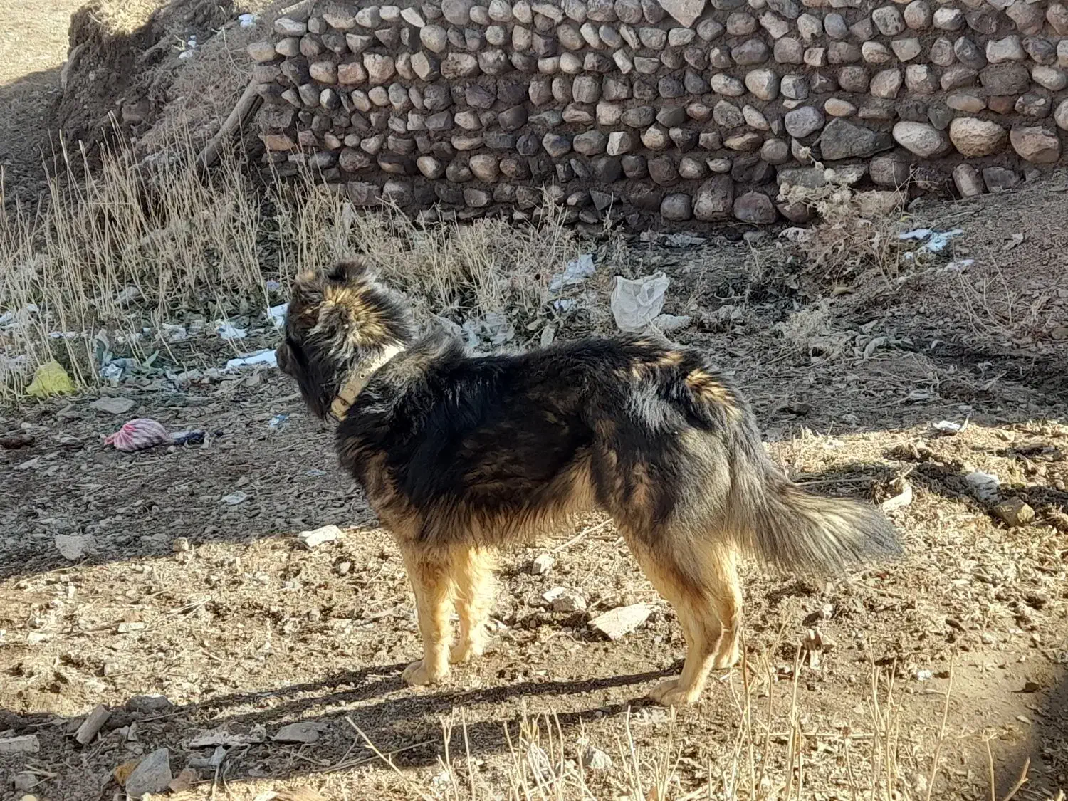 سگ نگهبان و گله|سگ|زنجان, |دیوار