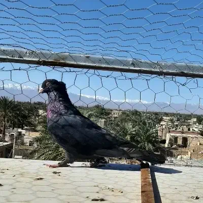 کبوتر|پرنده|بم, |دیوار