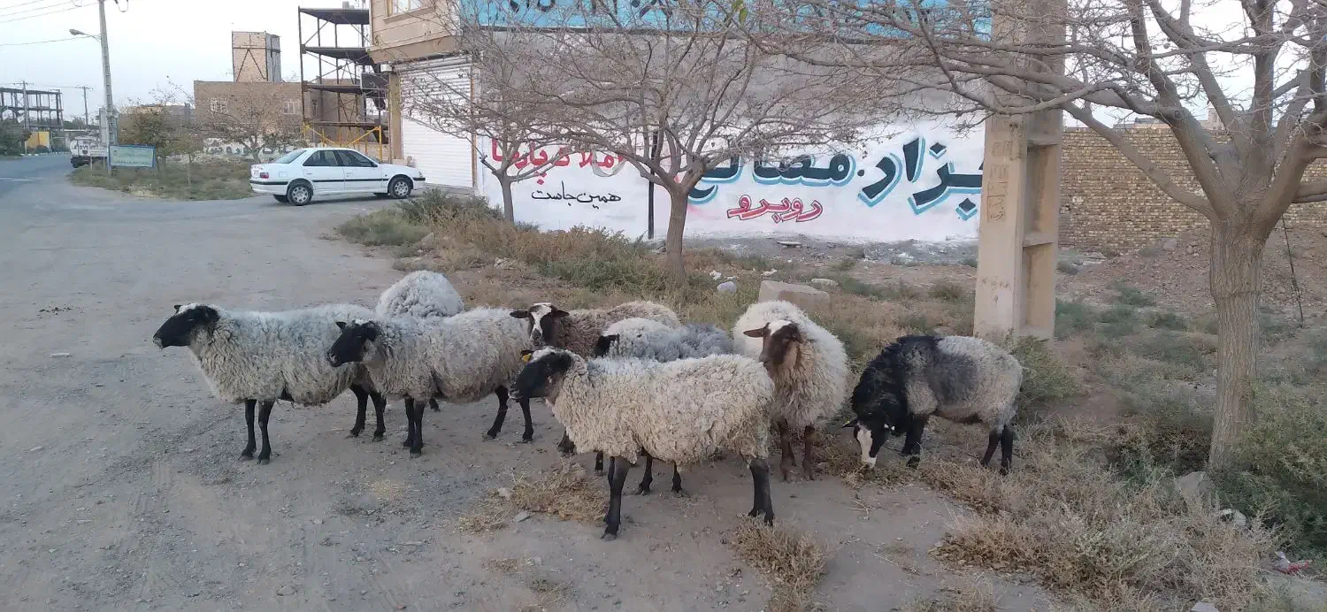 گوسفند رومانوف|حیوانات مزرعه|رضویه, |دیوار