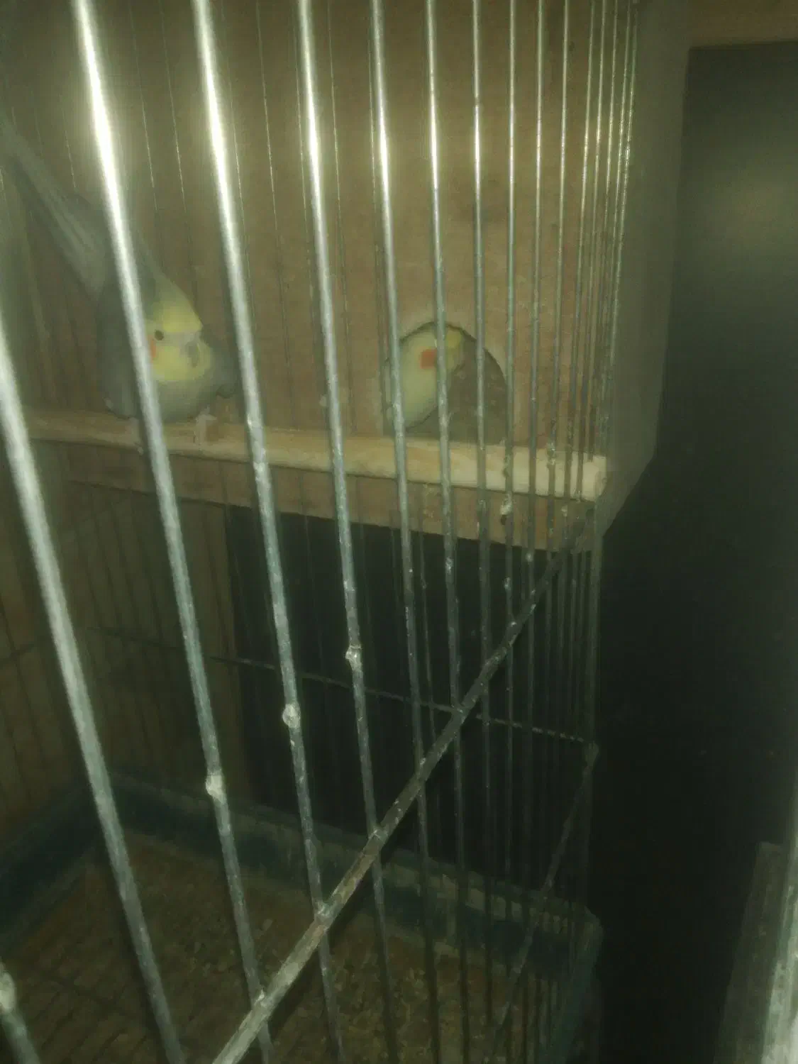 عروس هلندی|پرنده|قرچک, زیبا شهر|دیوار