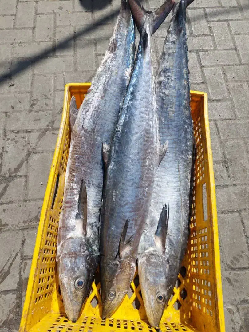 ماهی و میگو کیفرگیر (جنوب سابق )|خدمات پذیرایی، مراسم|شیراز, گلکوب|دیوار