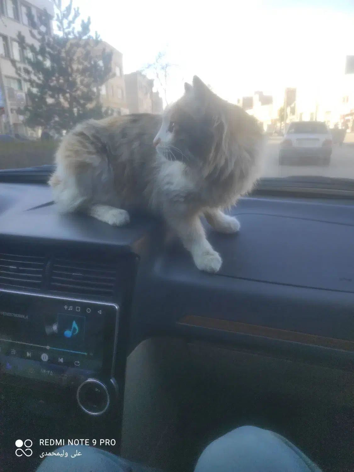 گربه خانگی با نژاد خوب|گربه|اردبیل, |دیوار