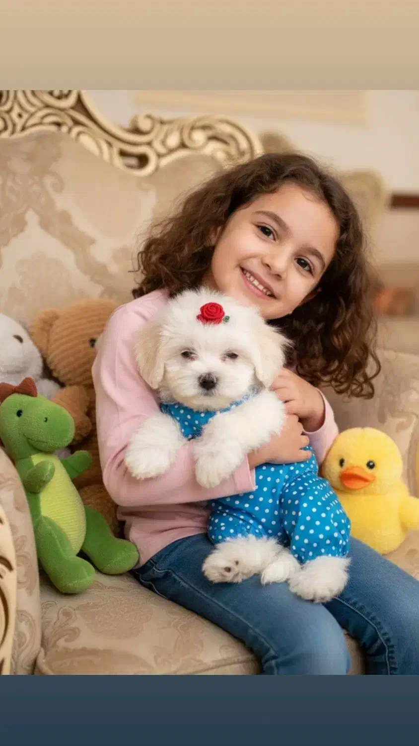 سرپرستی سگ پودل فقط چهار میلیون با تمام لوازم|سگ|تهران, شهرک غرب|دیوار