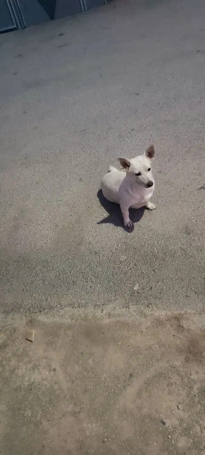 سگ گم شده|حیوانات|خرم‌آباد, |دیوار