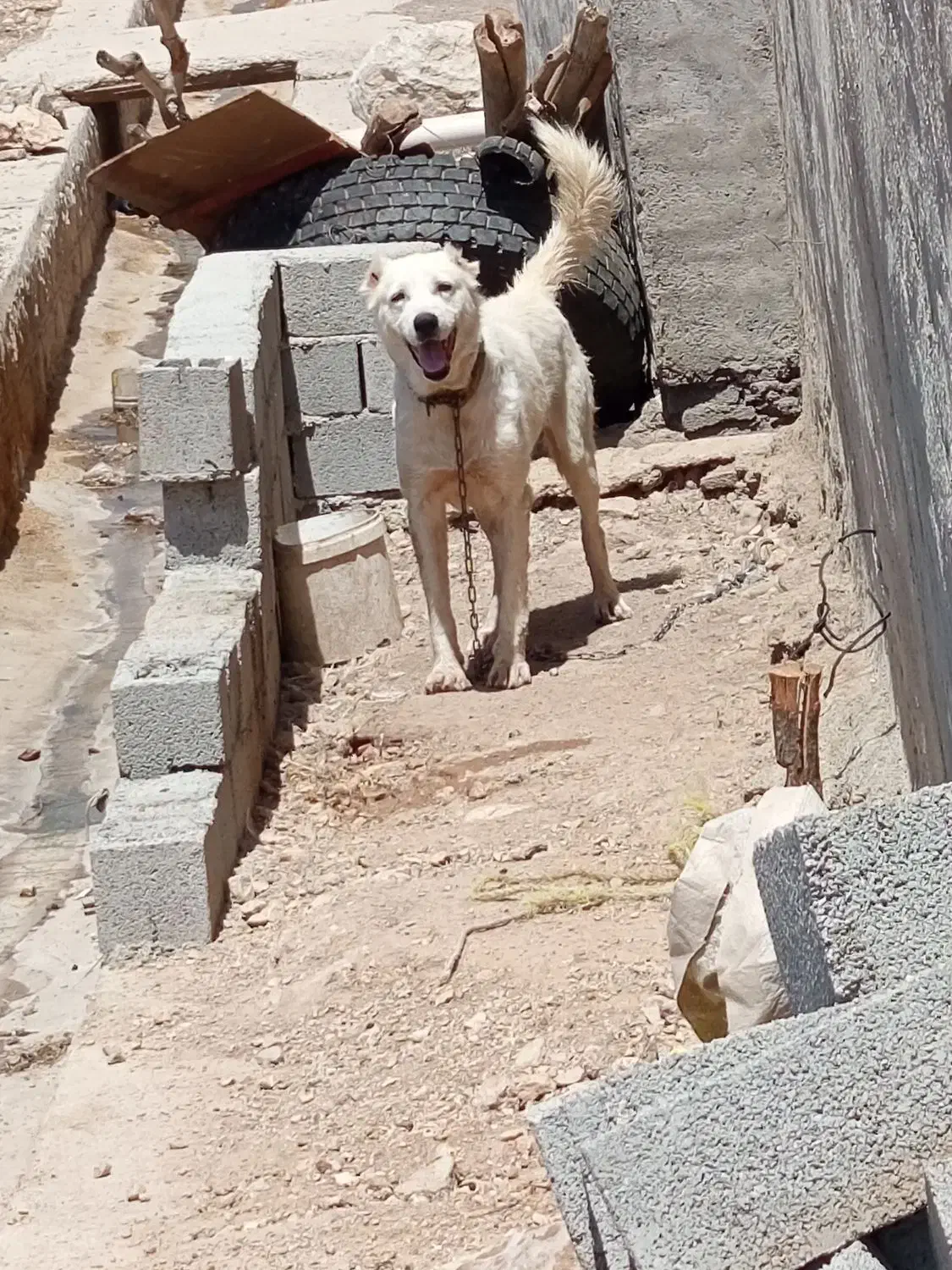 سگ دورگه|سگ|چرداول, |دیوار