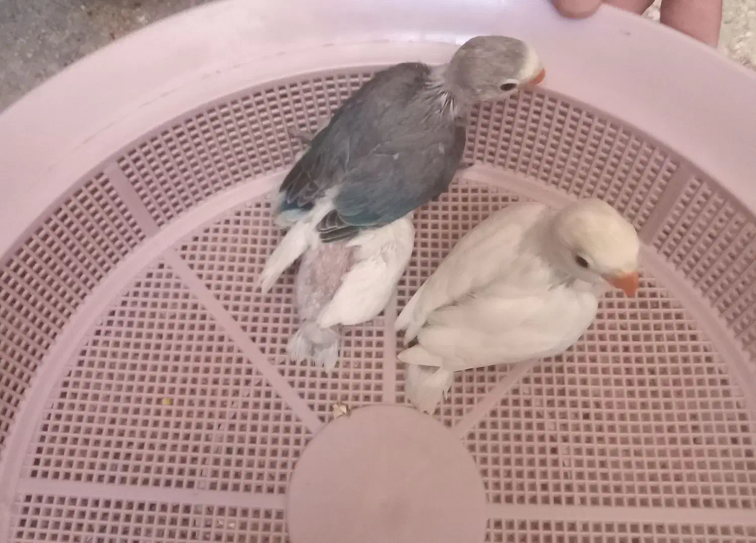 جوجه عروس کوتوله|پرنده|تربت جام, معدآباد|دیوار