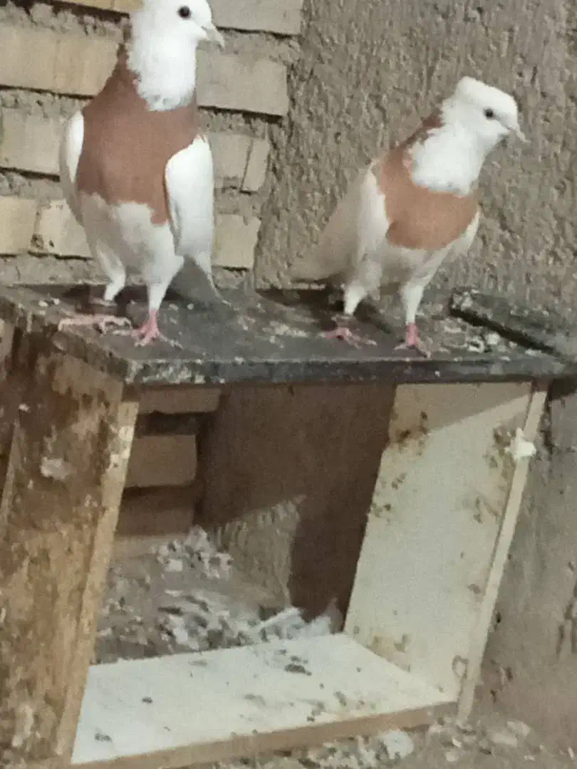 کبوترطوقی زرد|پرنده|هندیجان, |دیوار