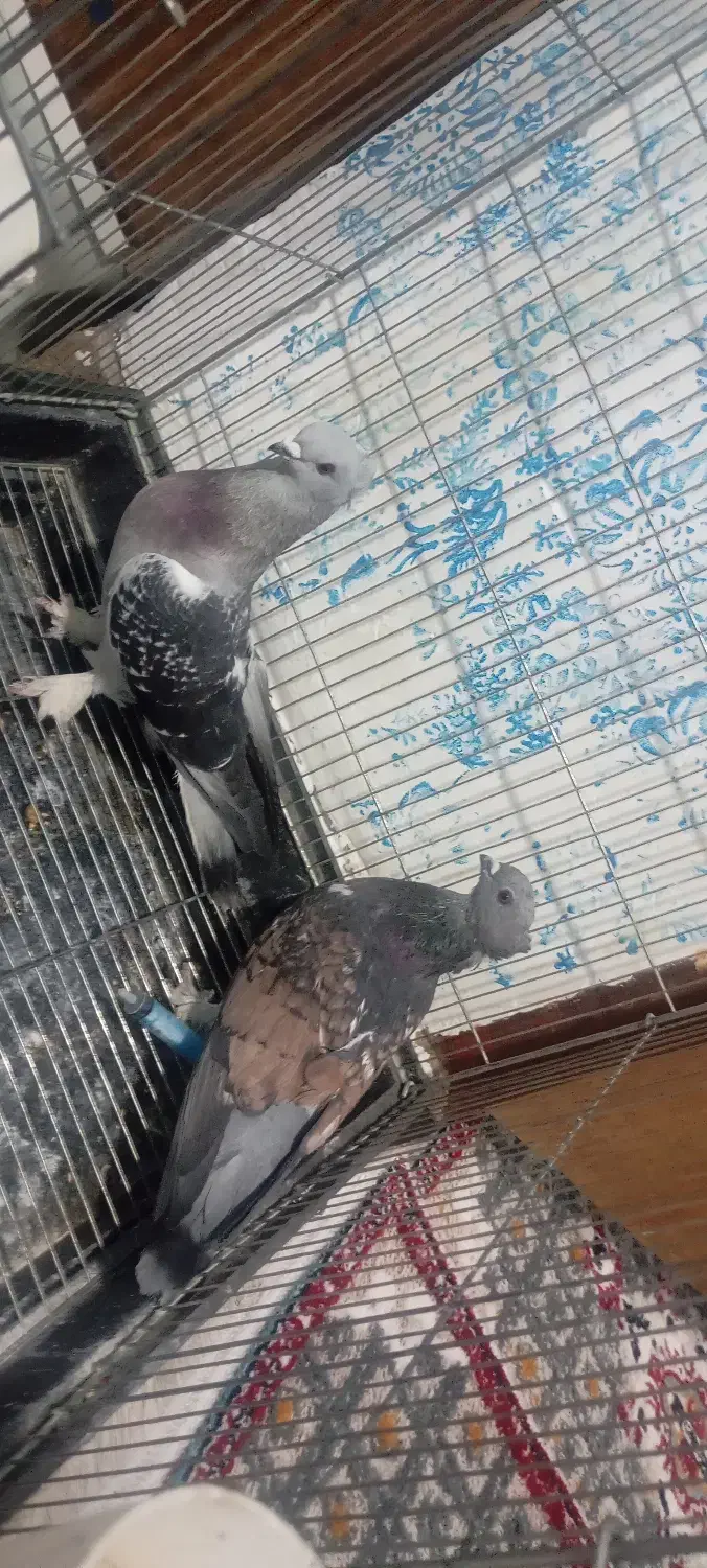 جفت کبوتر|پرنده|یاسوج, |دیوار