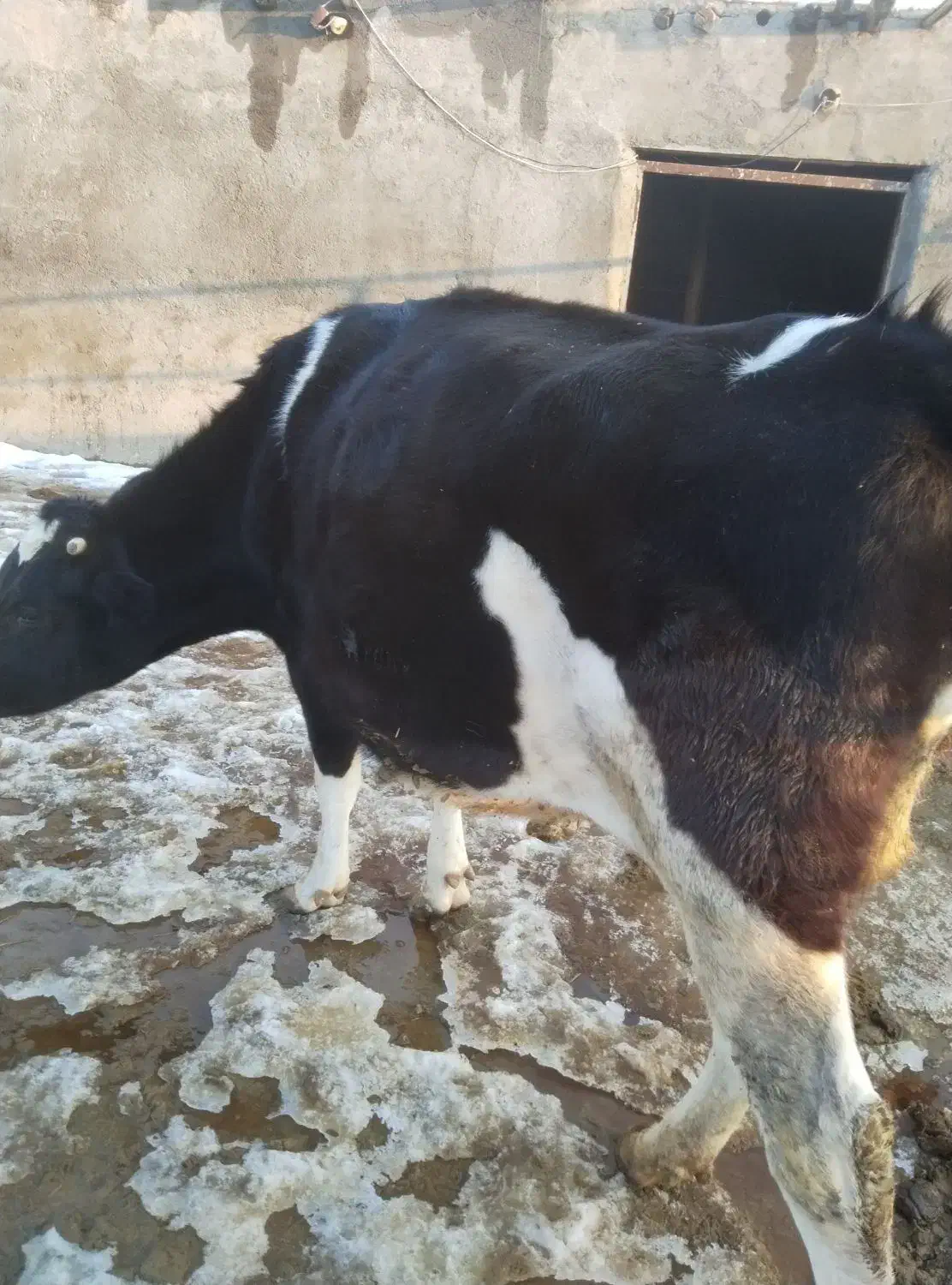 گاو|حیوانات مزرعه|قوچان, |دیوار