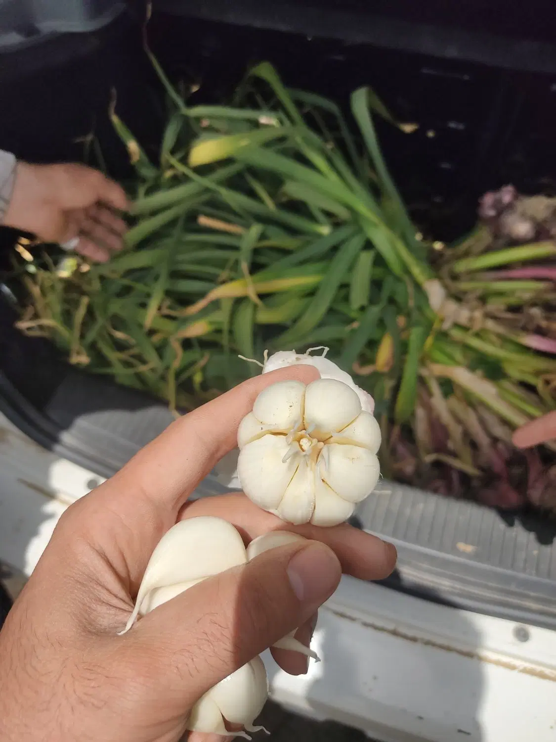 سیر همدان|خوردنی و آشامیدنی|تالش, هشتپر|دیوار