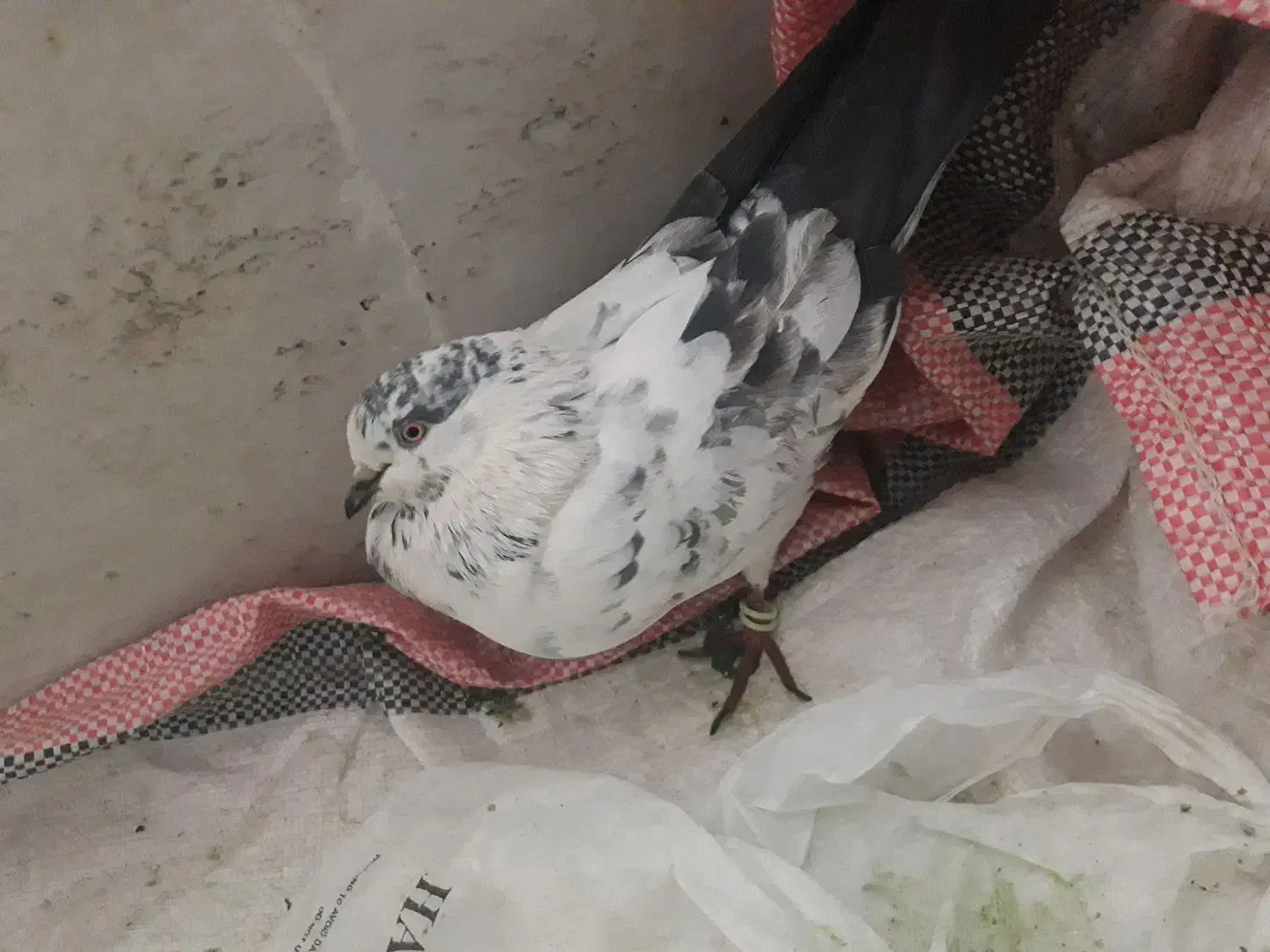 کبوترفروشی|پرنده|اردکان, |دیوار