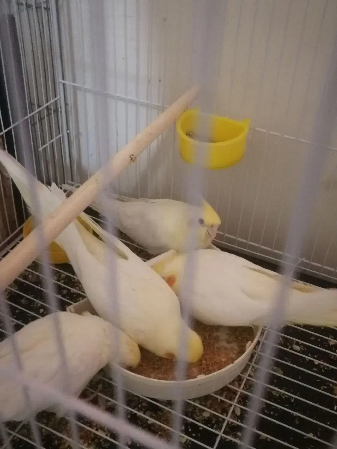 عروس هلندی|پرنده|کاشمر, |دیوار