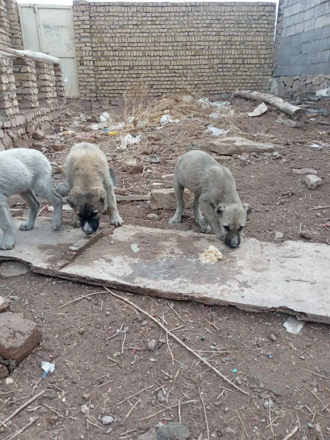 سگ سرابی توله|سگ|چناران, |دیوار