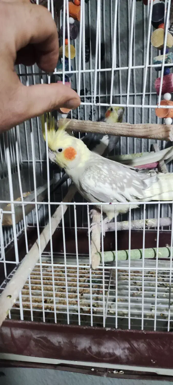 عروس هلندی|پرنده|نقده, |دیوار