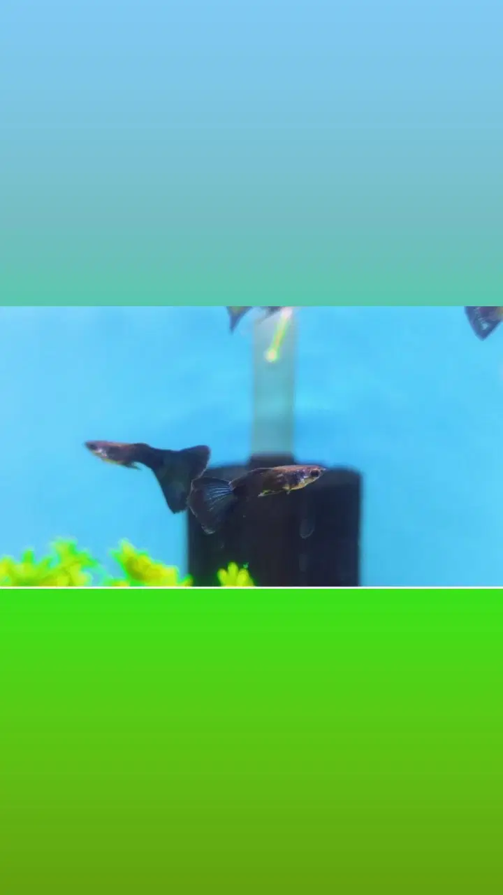 گوپی فنسی|ماهی|خمینیشهر, |دیوار