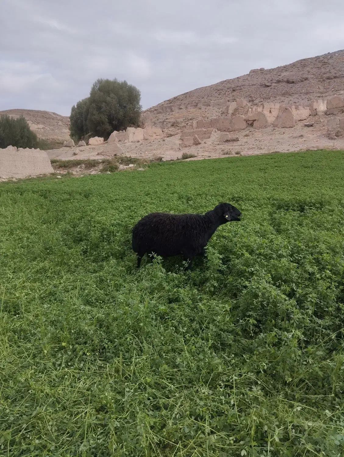 گوسفند|حیوانات مزرعه|نیر (اردبیل), |دیوار