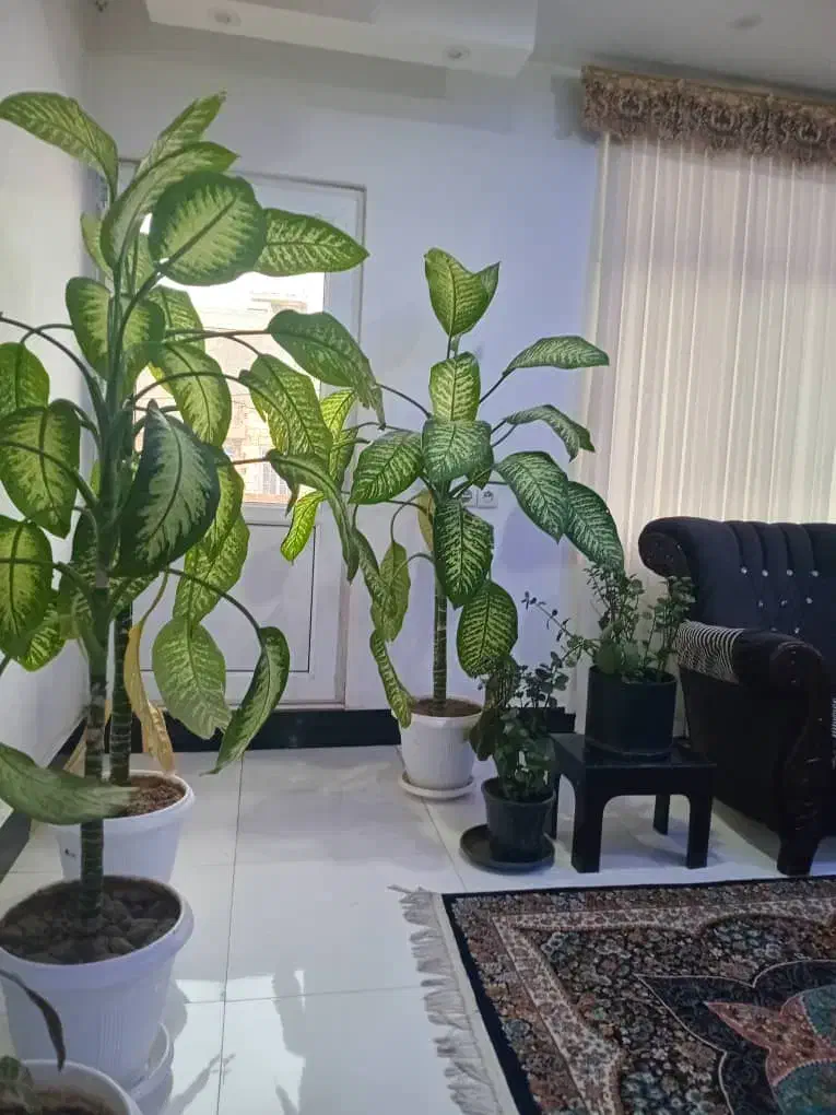 گل دیفن زیبا درختی|گل و گیاه طبیعی|یاسوج, |دیوار