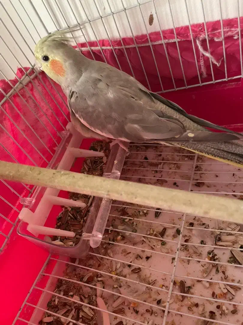 عرویس هلندی و برزیلی|پرنده|قرچک, میرزائی شمالی|دیوار