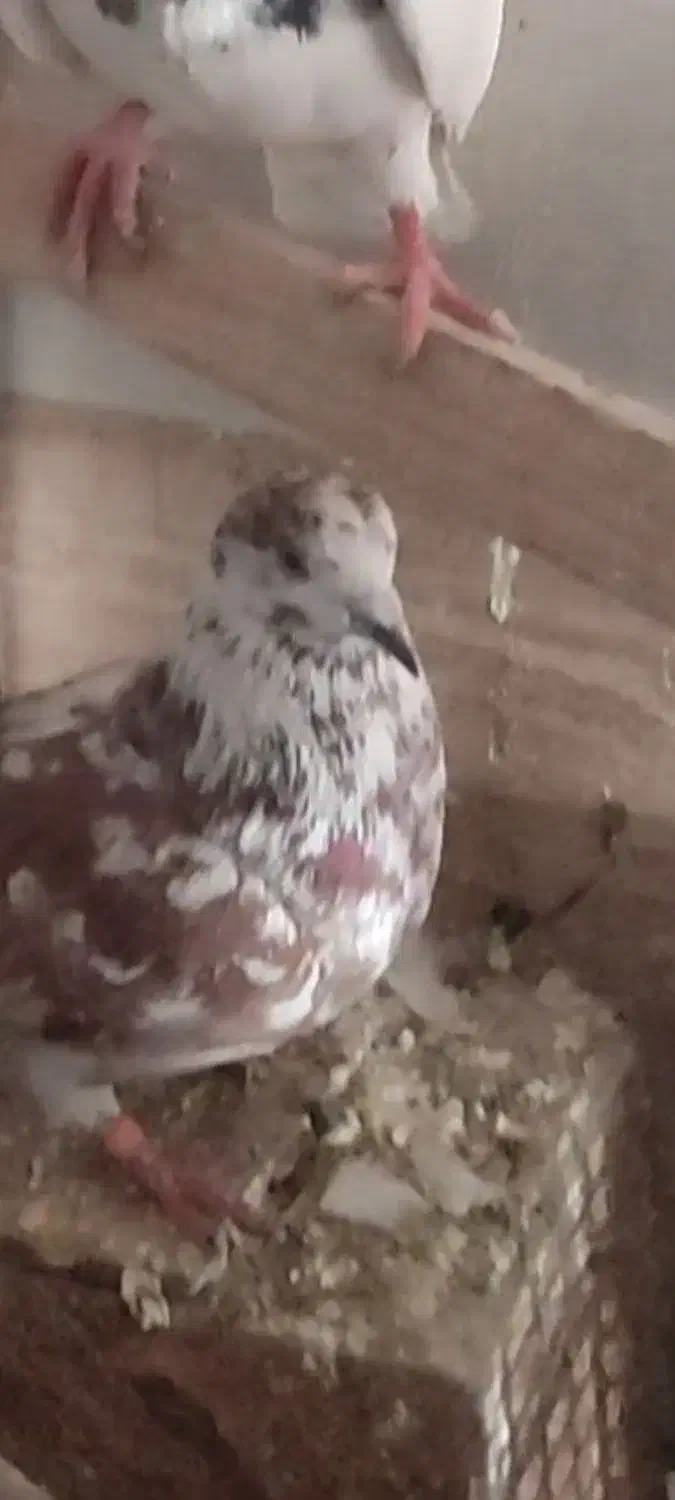 کبوتر کفتر گمشده|حیوانات|همدان, |دیوار