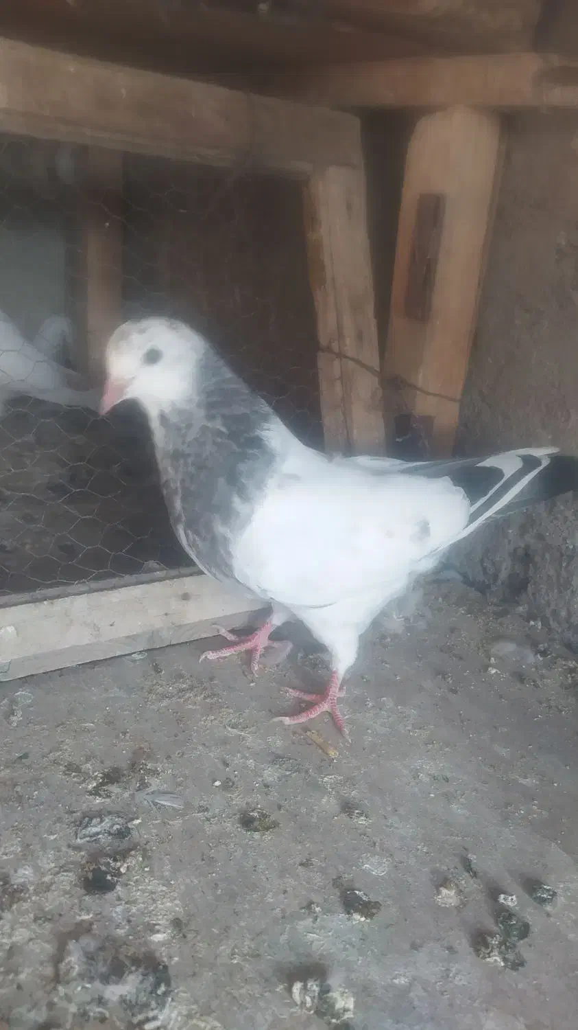 جوجه کبوتر فروشی|پرنده|کاشان, فاز ۲ ناجی آباد|دیوار