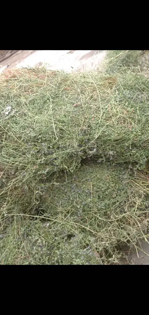 یونجه خالص چین اول و دوم سبز وخشک|حیوانات مزرعه|مشگین شهر, |دیوار